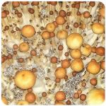 Псилоцибиновые (галлюциногенные) грибы Psilocybin "Golden Teacher" в Заводоуковске Псилоцибиновые (галлюциногенные) грибы Psilocybin "Golden Teacher" в Заводоуковске