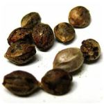 Семена марихуаны АК-47 (Seeds AK-47) в Заводоуковске Семена марихуаны АК-47 (Seeds AK-47) в Заводоуковске